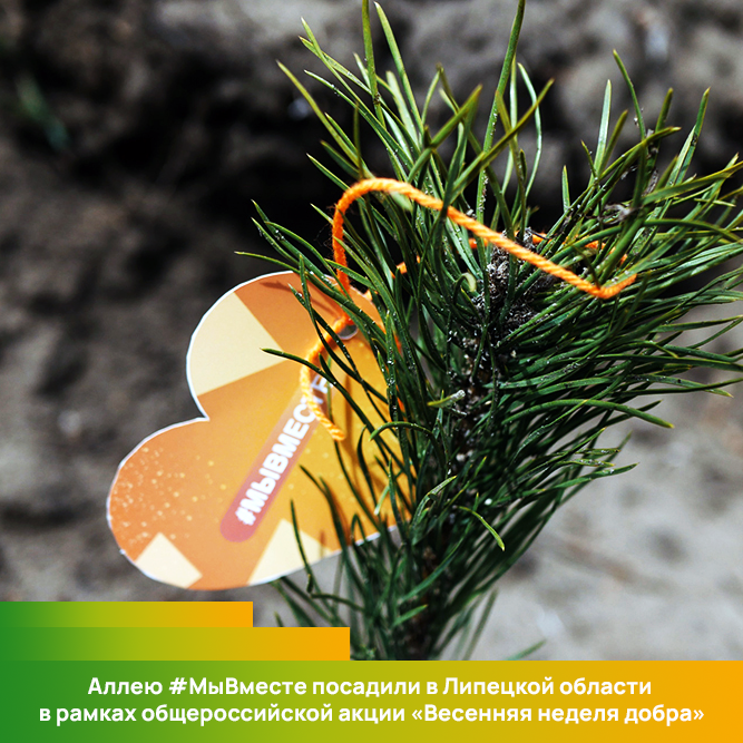 Аллею #МыВместе посадили в Липецкой области